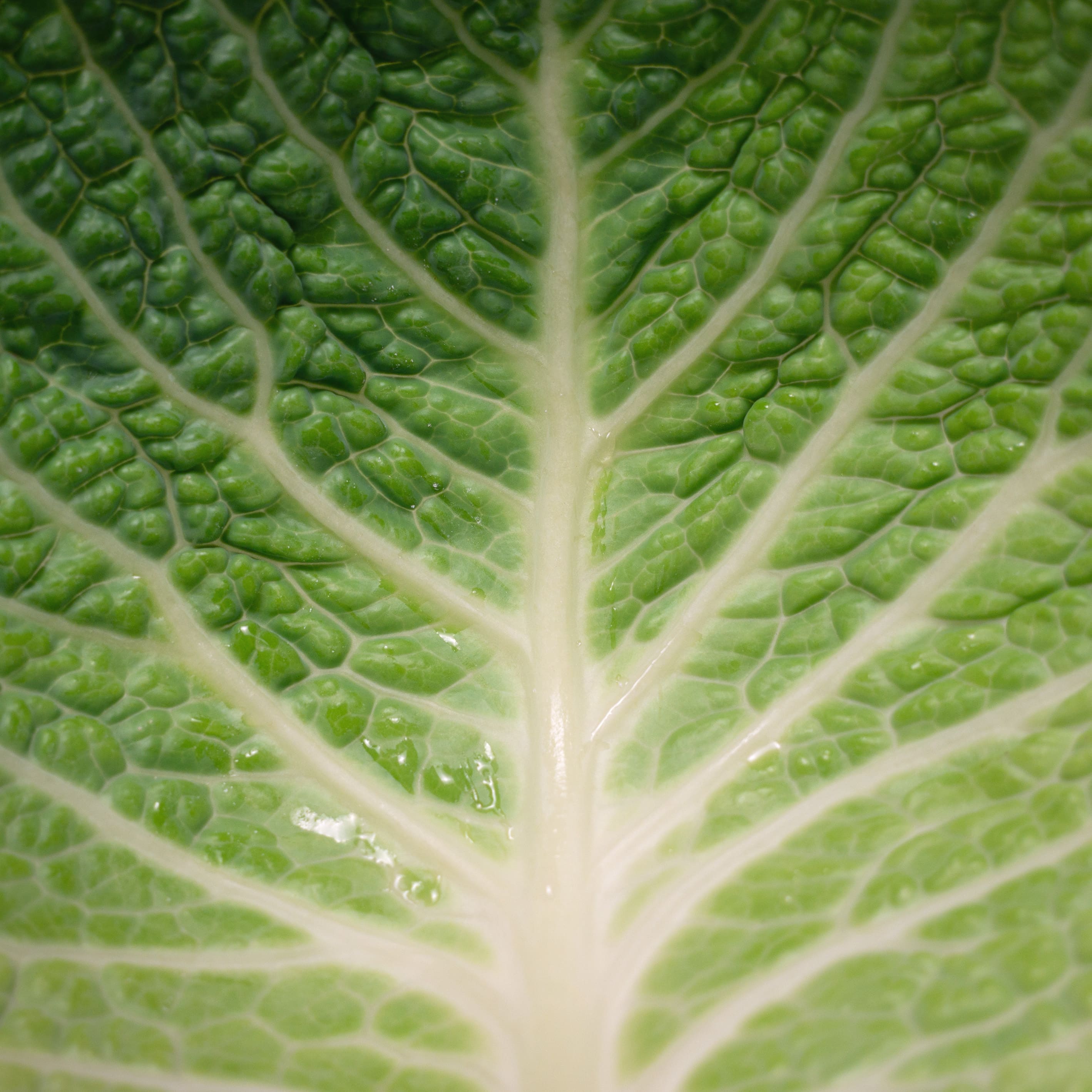 Vegetables