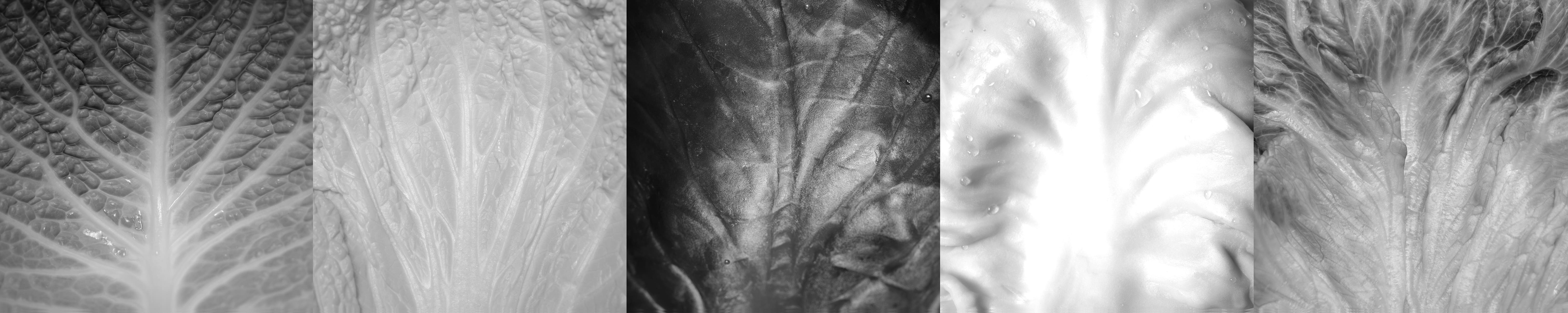 Vegetables